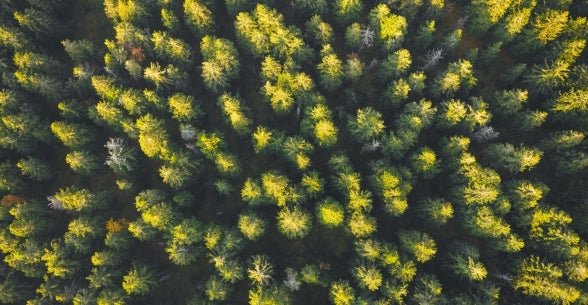 An aerial view of a forrest